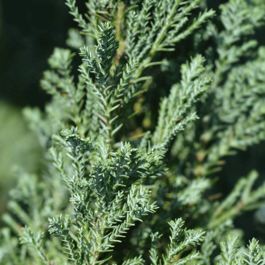 Chamaecyparis lawsoniana Ellwoodii - Oregoni hamisciprus Chamaecyparis lawsoniana Ellwoodii - Oregoni hamisciprus