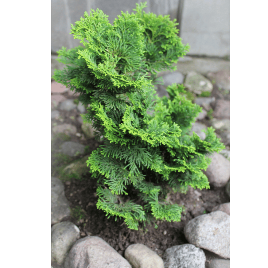 Chamaecyparis obtusa Nana Gracilis CS10,5 - Kagylóciprus