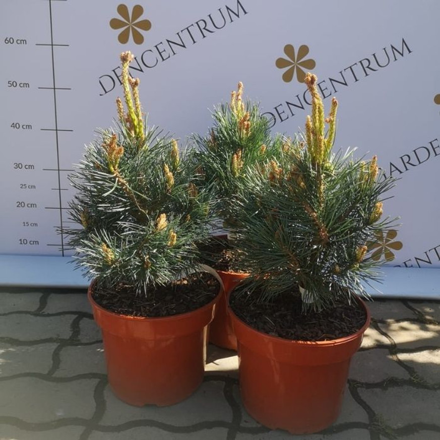 Pinus sylvestris Chantry Blue - Kékeszöld erdeifenyő