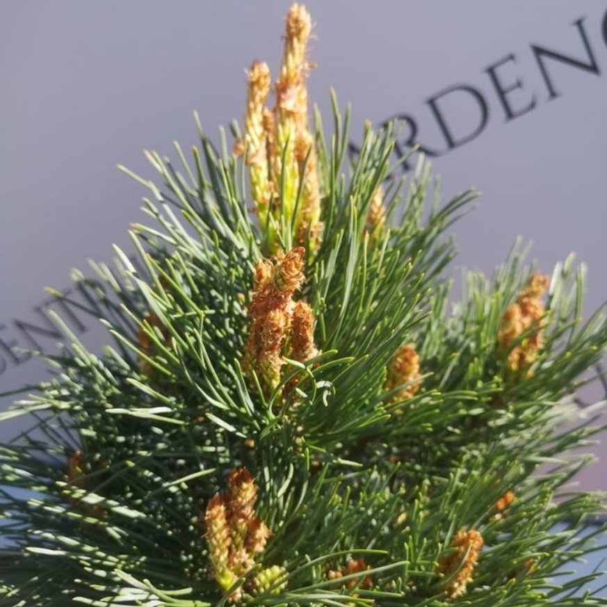 Pinus sylvestris Chantry Blue - Kékeszöld erdeifenyő