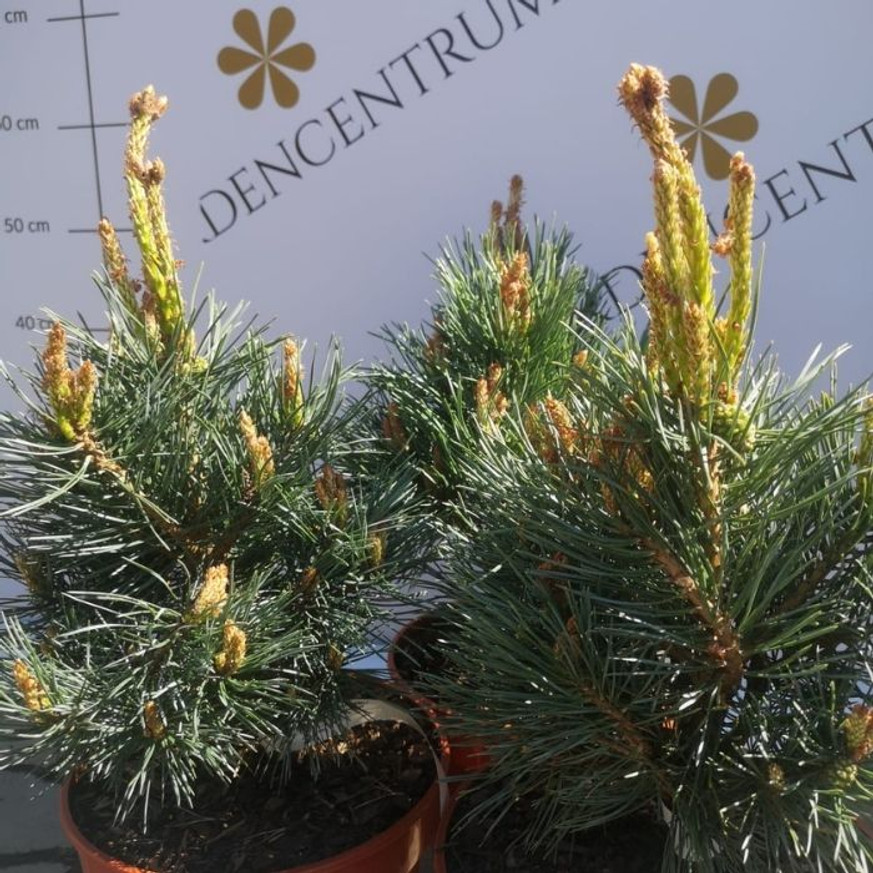 Pinus sylvestris Chantry Blue - Kékeszöld erdeifenyő