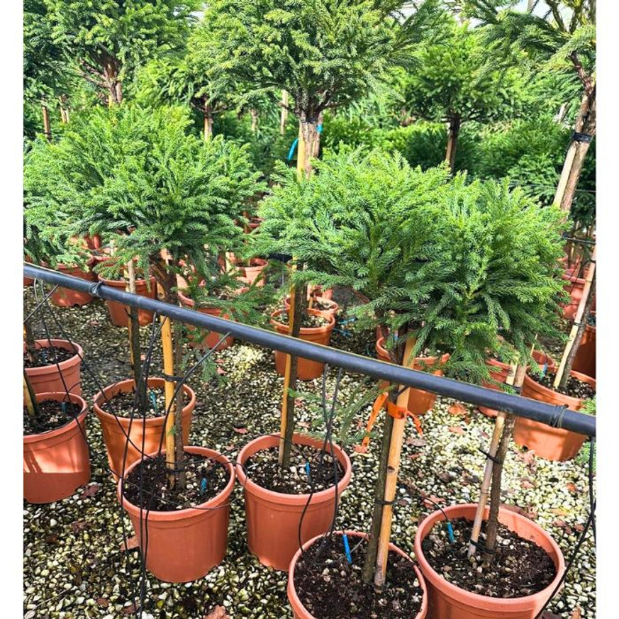 Cryptomeria MT - Magastörzsű japán ciprus