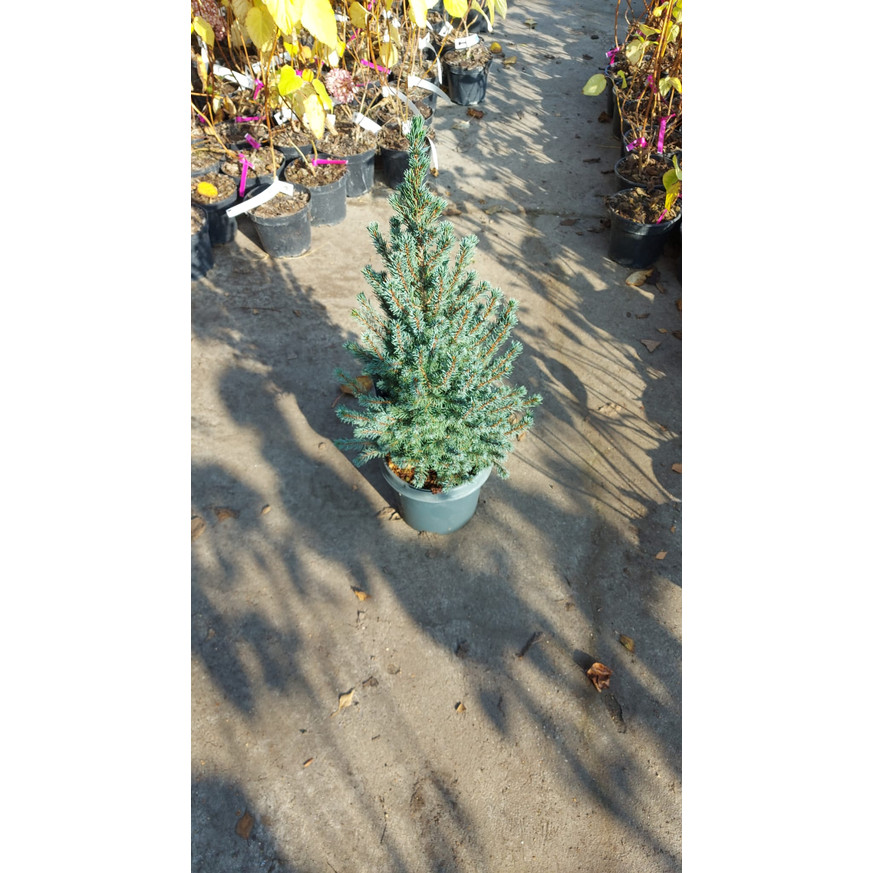 Picea glauca Sander's Blue K2 - Kék cukorsüvegfenyő