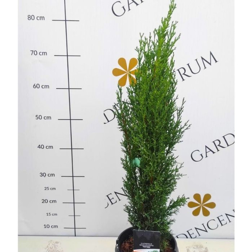 Cupressus sempervirens Totem - Európai ciprus