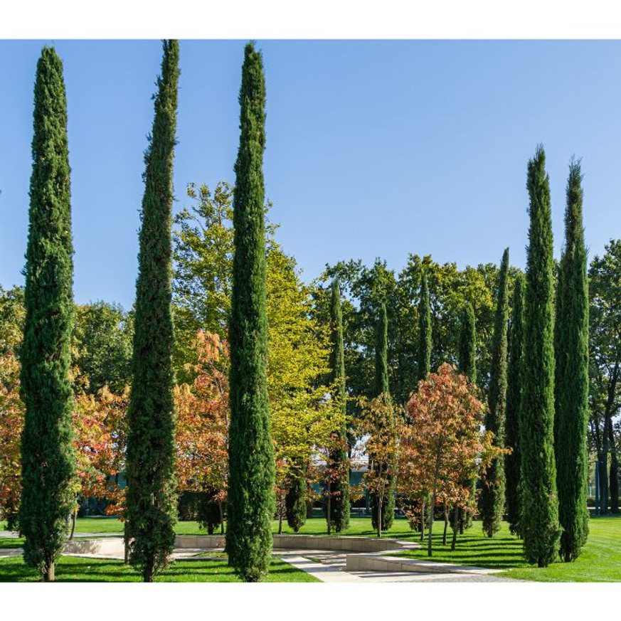 Cupressus sempervirens Totem - Európai ciprus