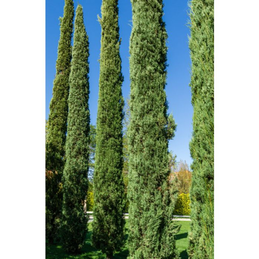 Cupressus sempervirens Totem - Európai ciprus