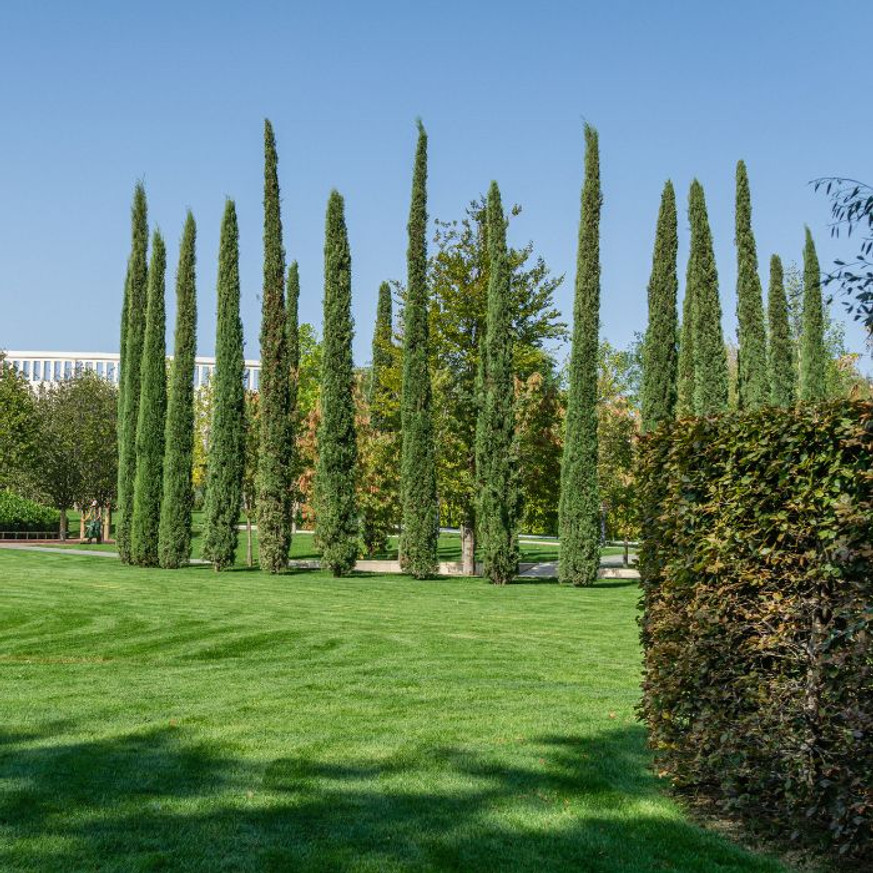 Cupressus sempervirens Totem - Európai ciprus