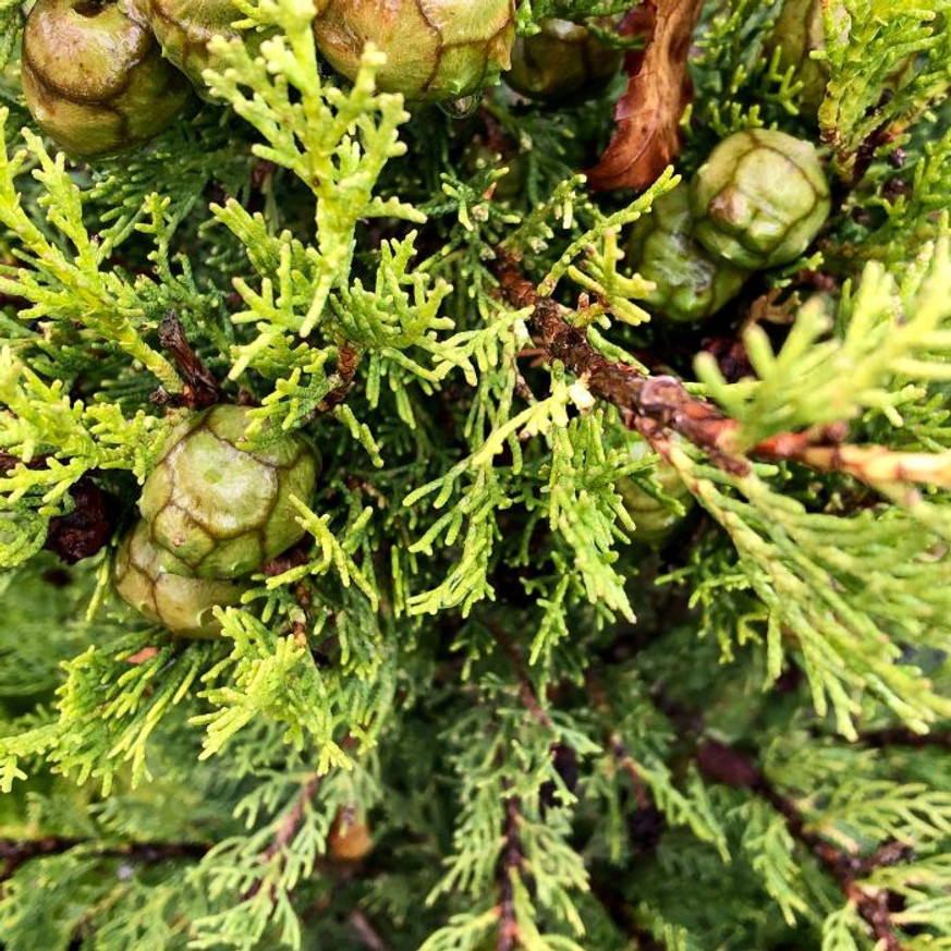 Cupressus sempervirens Totem - Európai ciprus
