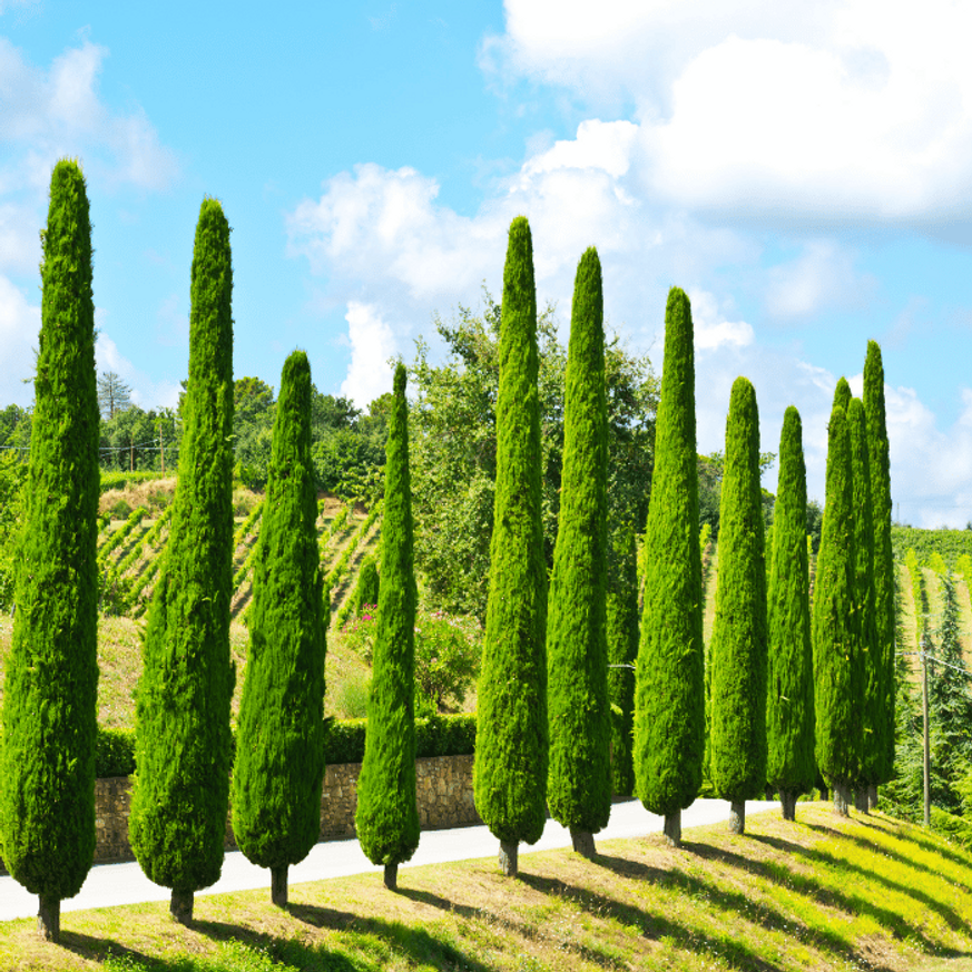 Cupressus sempervirens K10 - Oszlopos európai ciprus