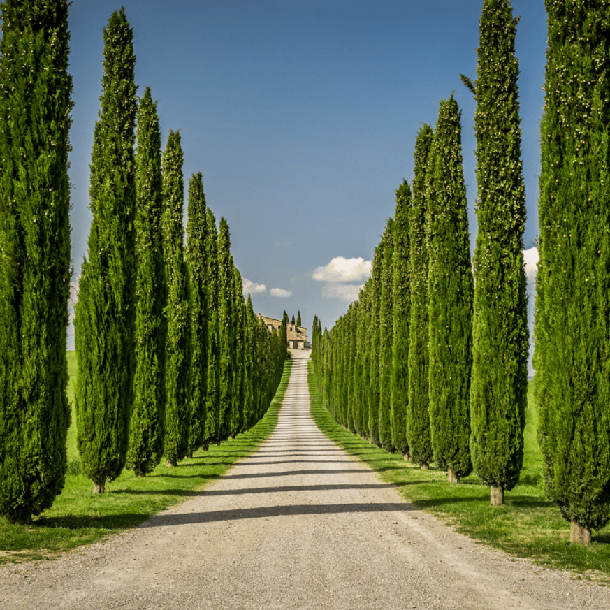 Cupressus sempervirens K10 - Oszlopos európai ciprus
