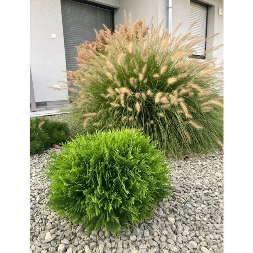 Thuja occidentalis Danica K2 - Törpe gömbtuja