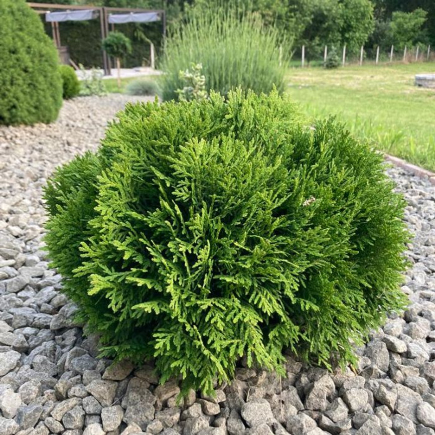 Thuja occidentalis Danica K2 - Törpe gömbtuja