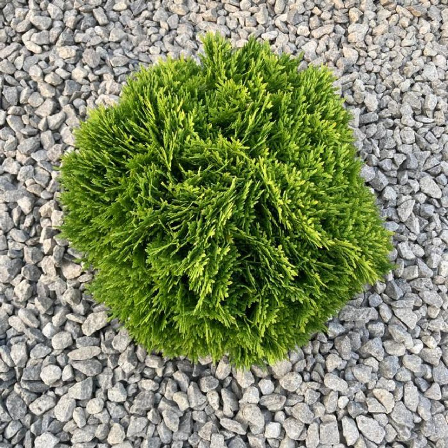 Thuja occidentalis Danica K2 - Törpe gömbtuja