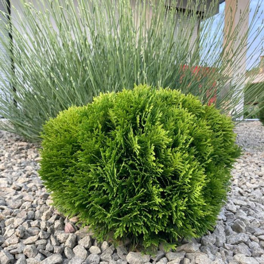 Thuja occidentalis Danica K2 - Törpe gömbtuja