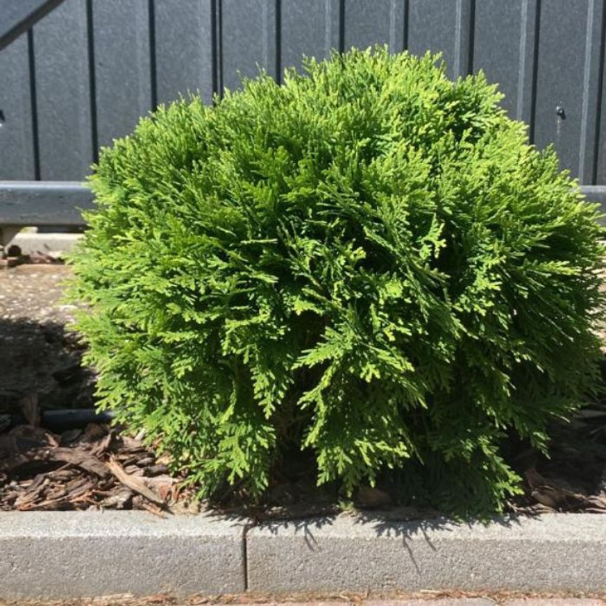 Thuja occidentalis Danica K2 - Törpe gömbtuja