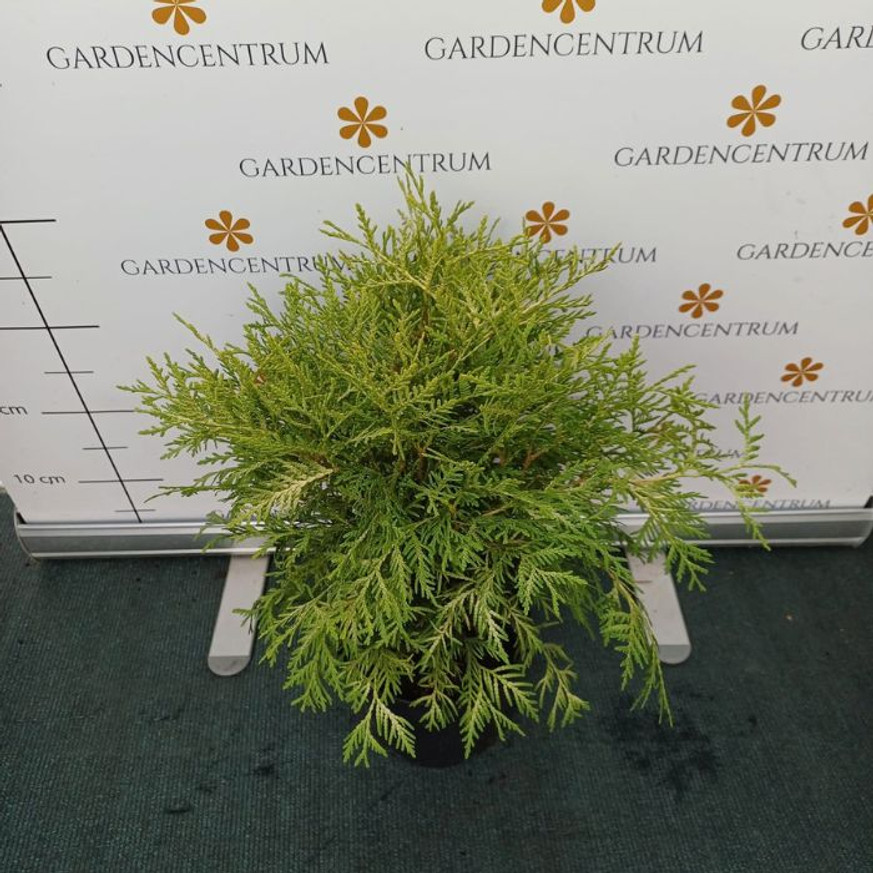 Thuja occidentalis Danica Aurea K3 - Törpe arany gömbtuja Thuja occidentalis Danica Aurea K3 - Törpe arany gömbtuja