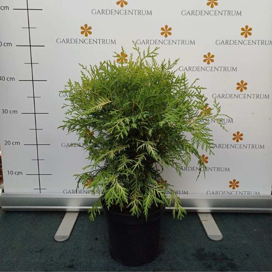 Thuja occidentalis Danica Aurea K3 - Törpe arany gömbtuja