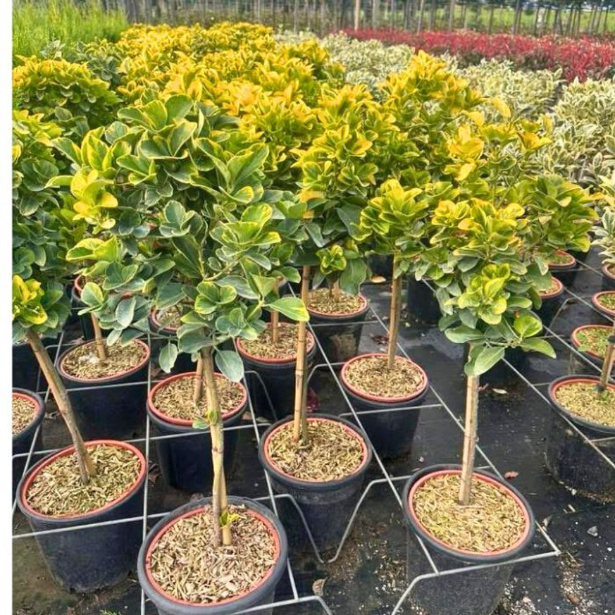 Euonymus japonicus Aureomarginatus MT - Magastörzsű tarka kecskerágó