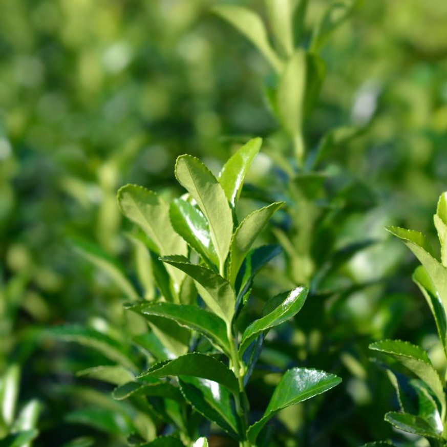 Euonymus Green Spire - Oszlopos kecskerágó Euonymus Green Spire - Oszlopos kecskerágó