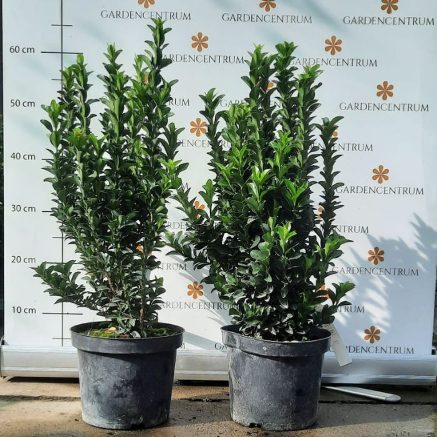Euonymus Green Spire - Oszlopos kecskerágó