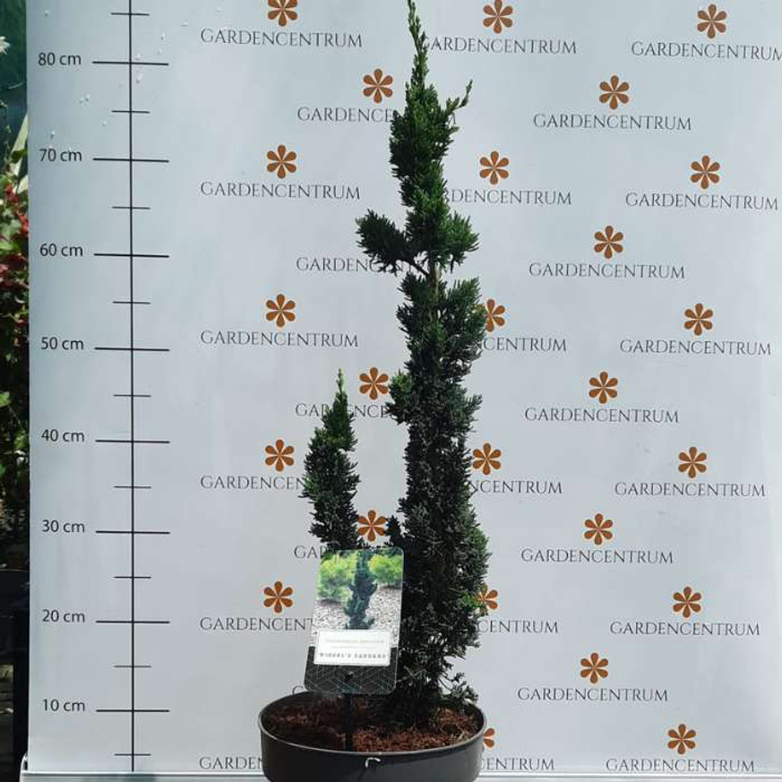 Chamaecyparis lawsoniana Wissel's Saguaro K2,5 - Oregoni Saguaro hamisciprus Chamaecyparis lawsoniana Wissel's Saguaro K2,5 - Oregoni Saguaro hamisciprus