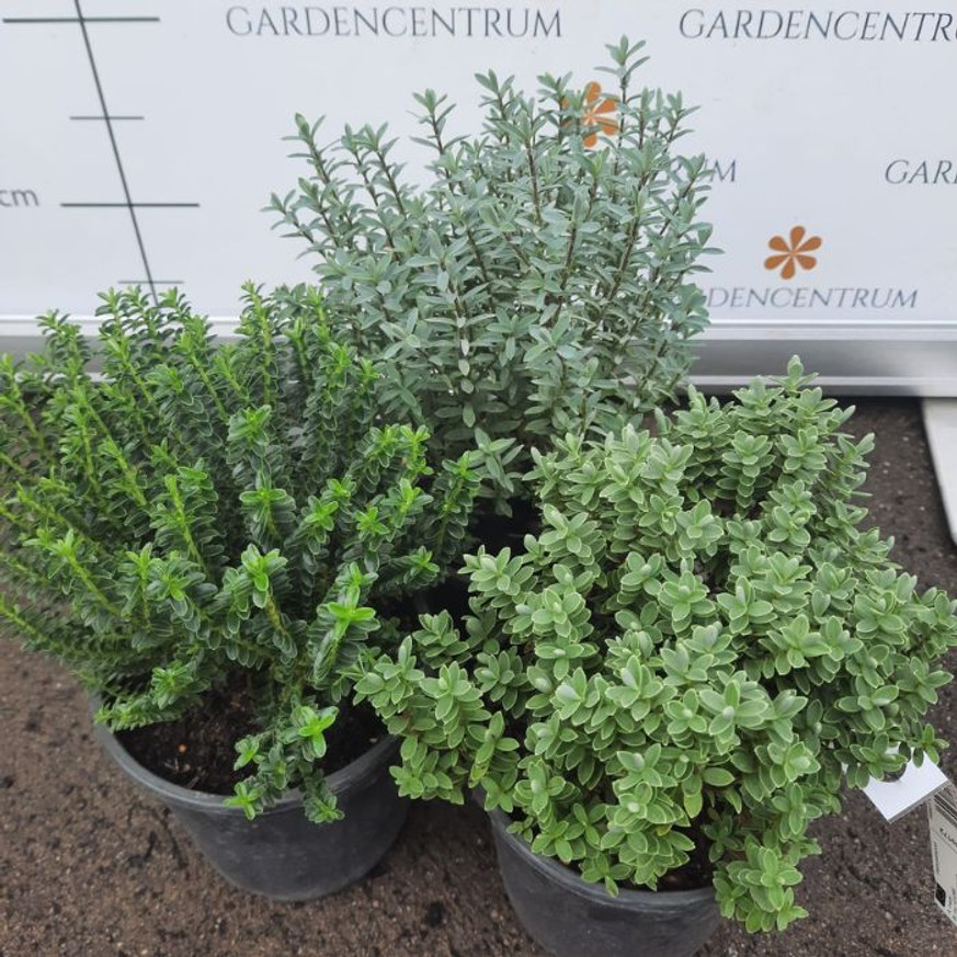Hebe x hybrida MIX - Veronikacserje