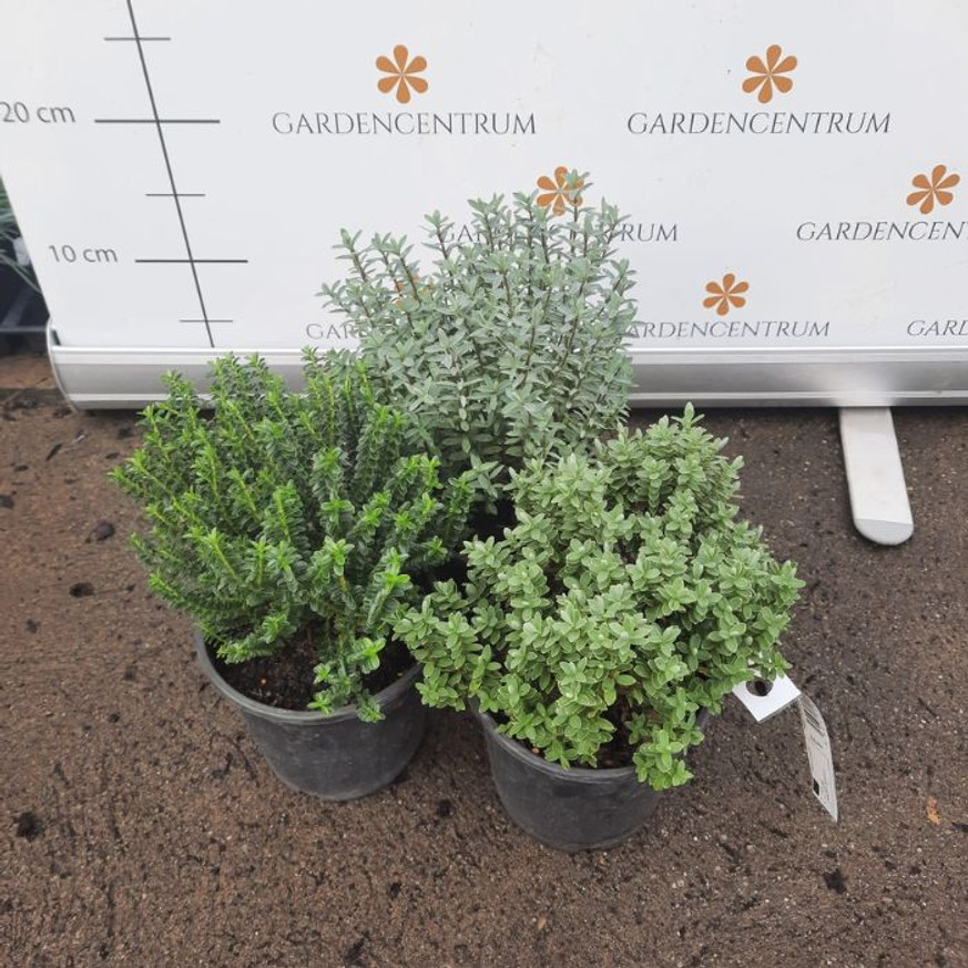 Hebe x hybrida MIX - Veronikacserje Hebe x hybrida MIX - Veronikacserje