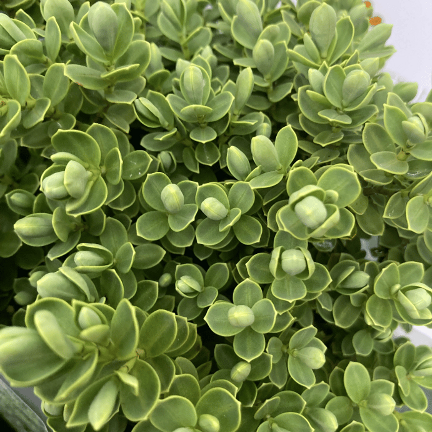 Hebe x hybrida MIX - Veronikacserje Hebe x hybrida MIX - Veronikacserje
