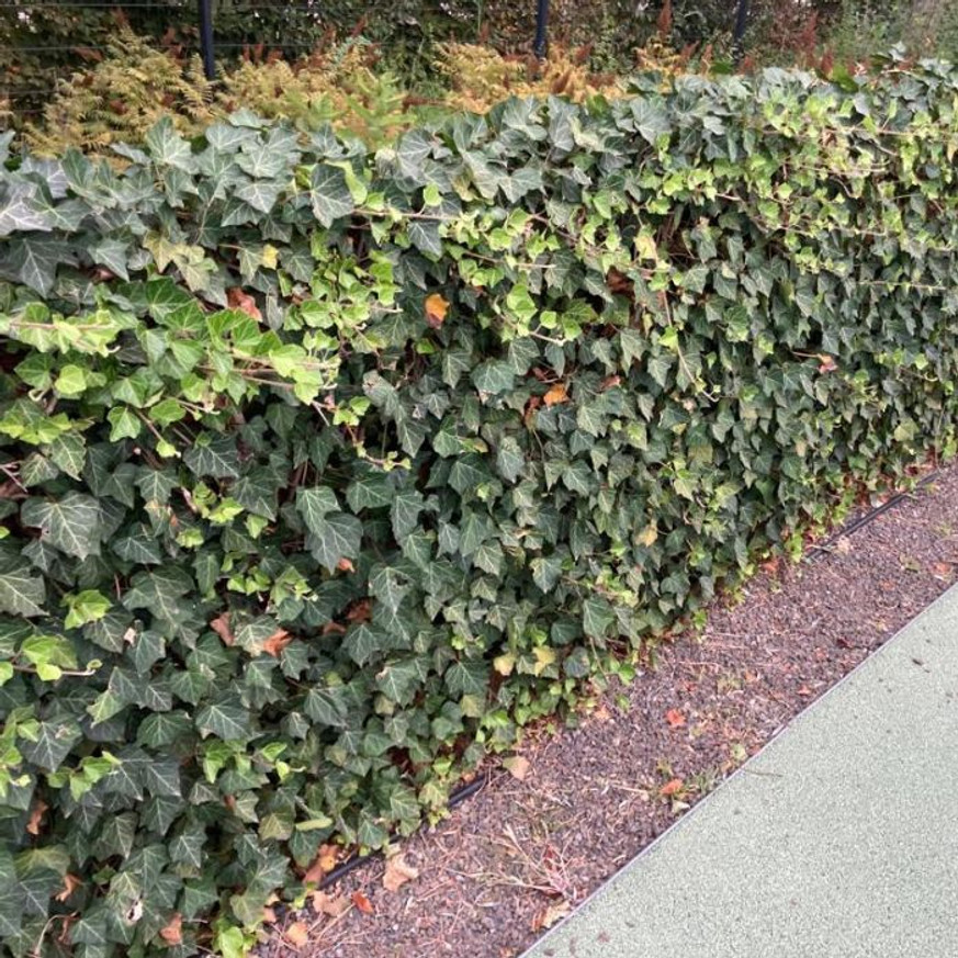 Hedera helix CS9 - Kúszó borostyán Hedera helix CS9 - Kúszó borostyán