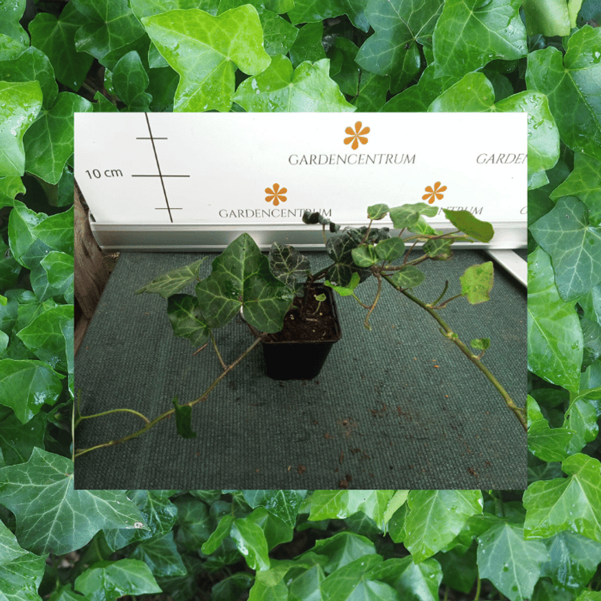 Hedera helix CS9 - Kúszó borostyán Hedera helix CS9 - Kúszó borostyán