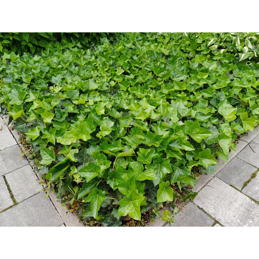 Hedera helix CS9 - Kúszó borostyán Hedera helix CS9 - Kúszó borostyán