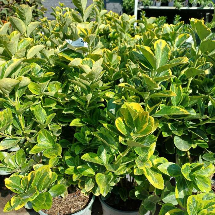 Euonymus japonicus Aureomarginatus K3 - Japán kecskerágó Euonymus japonicus Aureomarginatus K3 - Japán kecskerágó