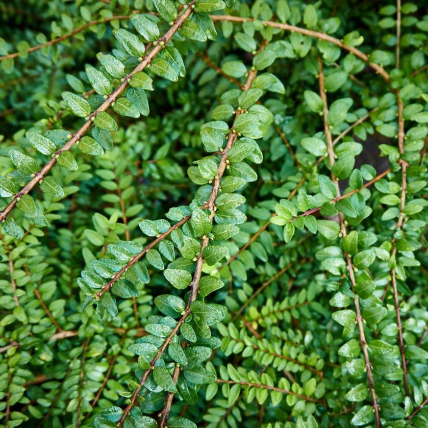Lonicera pileata CS9 - Törpe lonc
