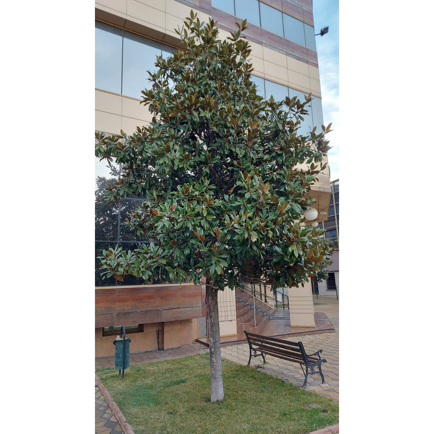 Magnolia grandiflora Little Gem K5 - Örökzöld magnólia