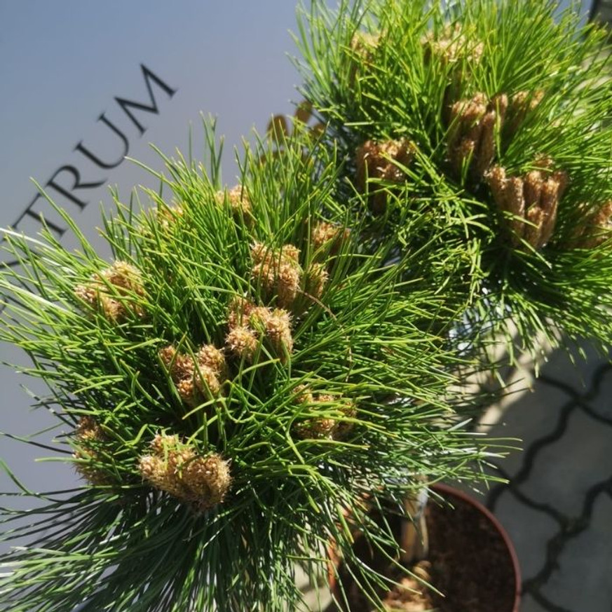 Pinus nigra Marie Brégeon® MT50 - Magastörzsű törpefenyő