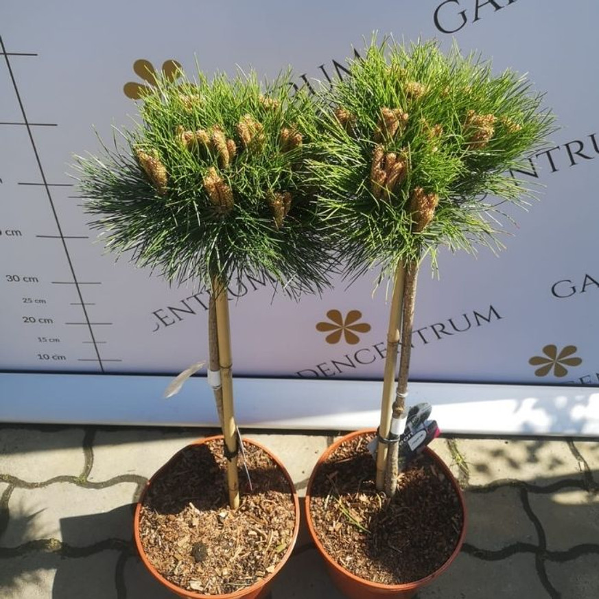 Pinus nigra Marie Brégeon® MT50 - Magastörzsű törpefenyő