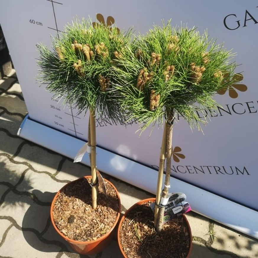Pinus nigra Marie Brégeon® MT50 - Magastörzsű törpefenyő