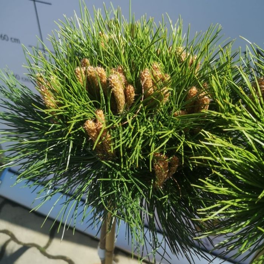 Pinus nigra Marie Brégeon® MT50 - Magastörzsű törpefenyő