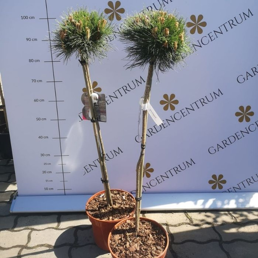 Pinus nigra Marie Brégeon® MT70 - Magastörzsű törpefenyő Pinus nigra Marie Brégeon® MT70 - Magastörzsű törpefenyő