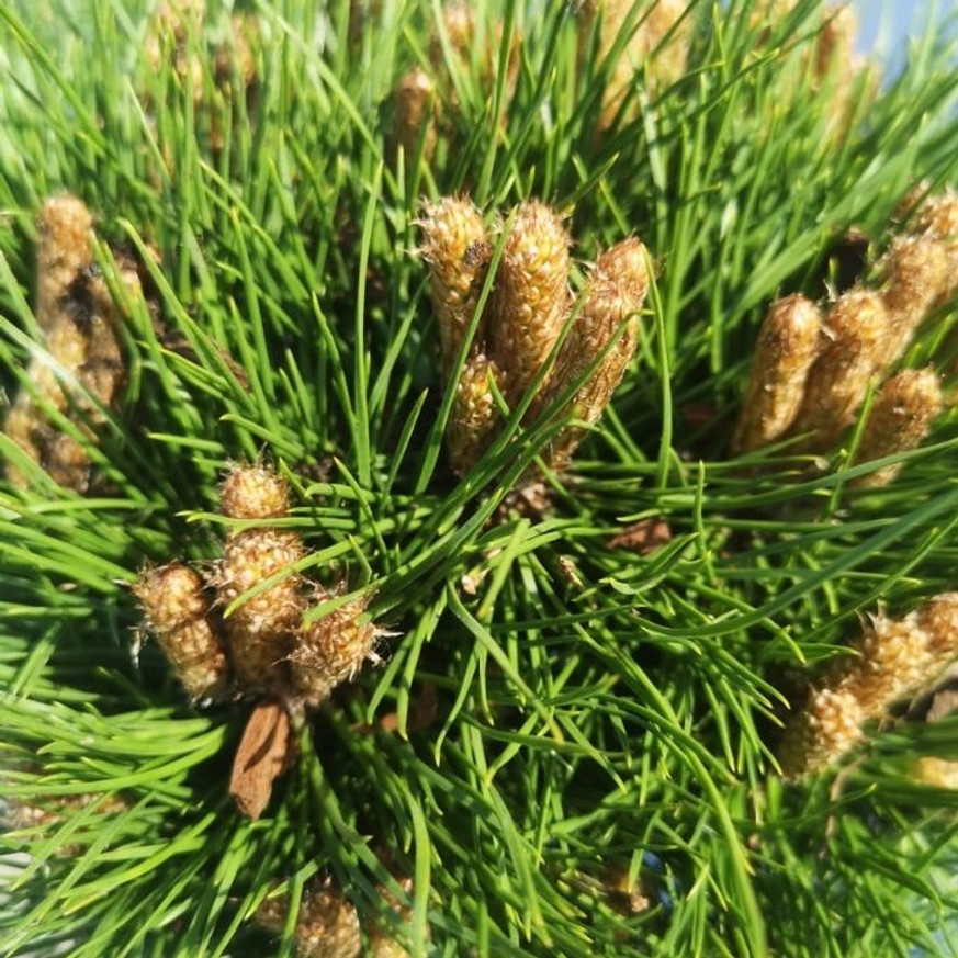 Pinus nigra Marie Brégeon® MT70 - Magastörzsű törpefenyő Pinus nigra Marie Brégeon® MT70 - Magastörzsű törpefenyő
