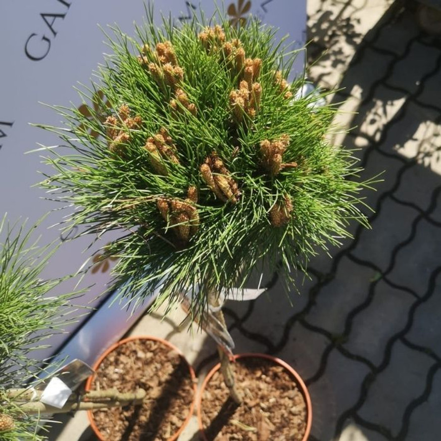 Pinus nigra Marie Brégeon® MT70 - Magastörzsű törpefenyő Pinus nigra Marie Brégeon® MT70 - Magastörzsű törpefenyő