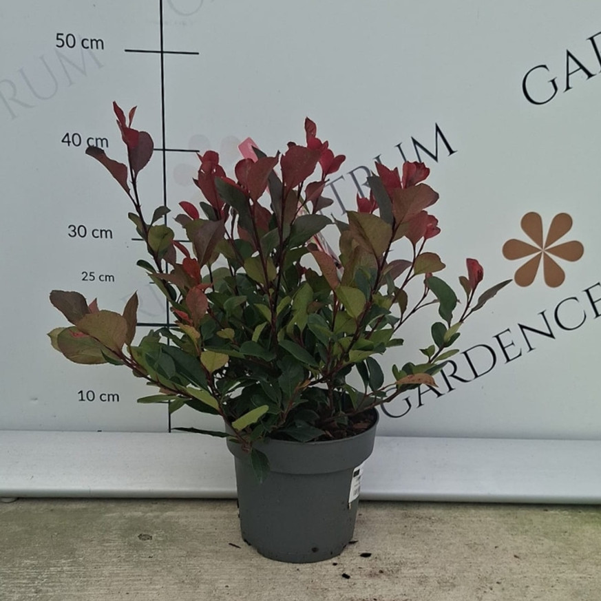 Photinia x fraserii Little Red Robin - Törpe korallberkenye