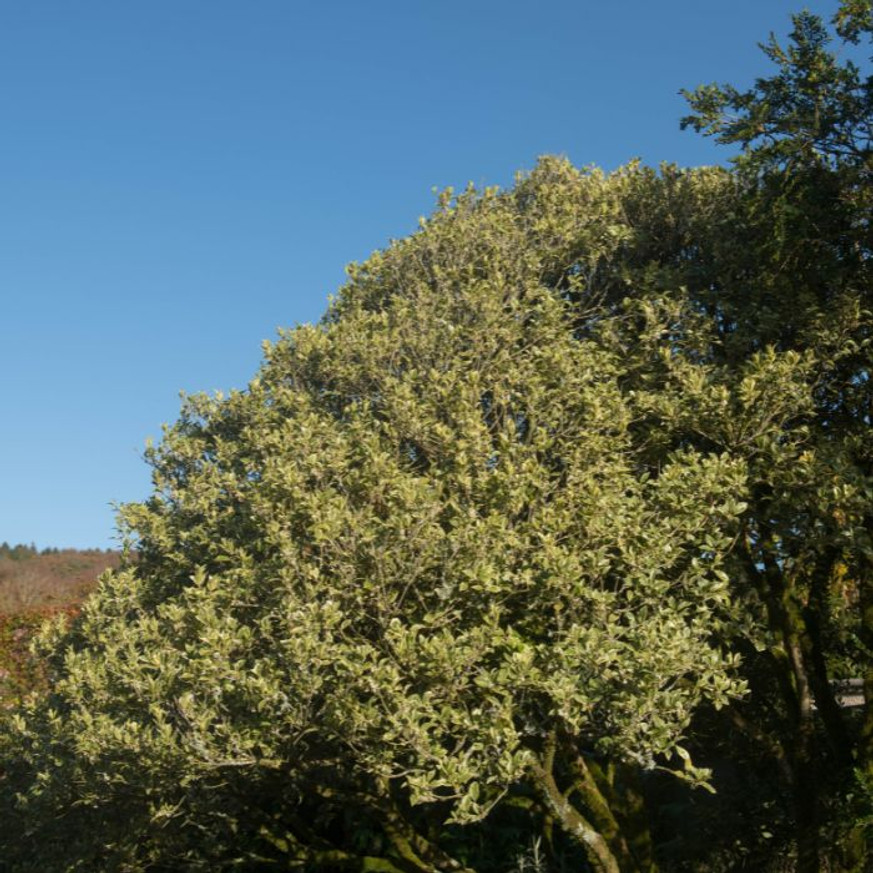 Osmanthus heterophyllus Variegatus K3 - Tarkalevelű illatcserje