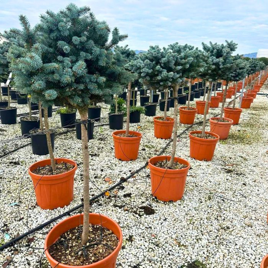 Picea pungens Glauca Globosa MT - Magastörzsű gömb ezüstfenyő