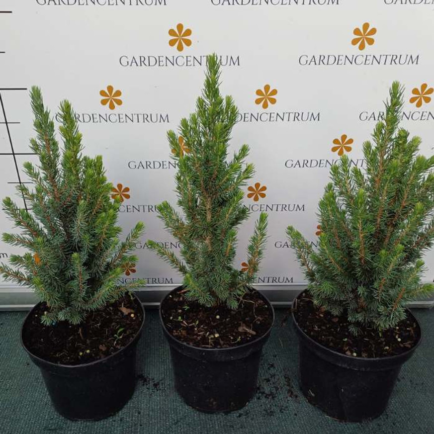 Picea glauca Sander's Blue K2 - Kék cukorsüvegfenyő