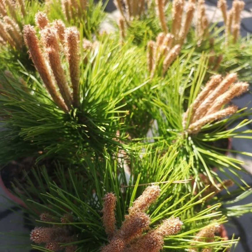 Pinus densiflora Low Glow - Törpe japán erdeifenyő Pinus densiflora Low Glow - Törpe japán erdeifenyő