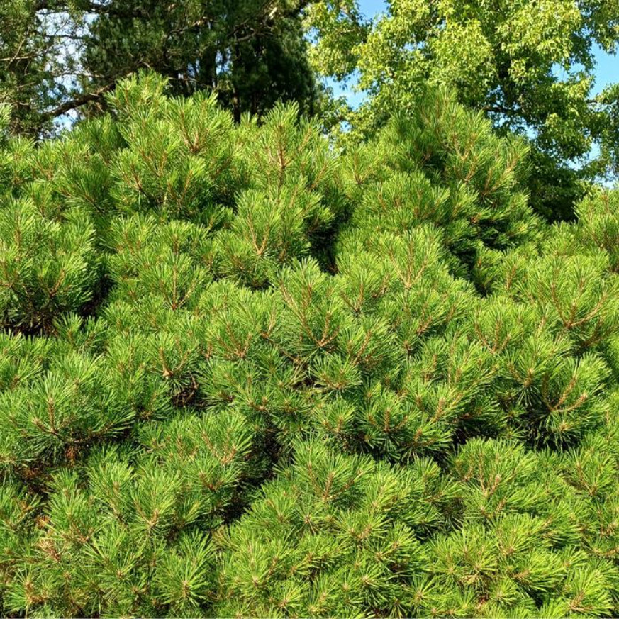 Pinus mugo XL K4 - Törpefenyő