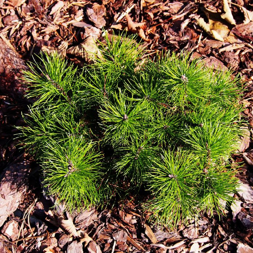 Pinus mugo Mops K5 - Törpefenyő