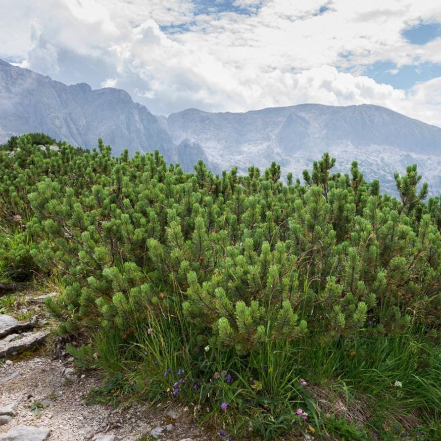 Pinus mugo Mops K5 - Törpefenyő