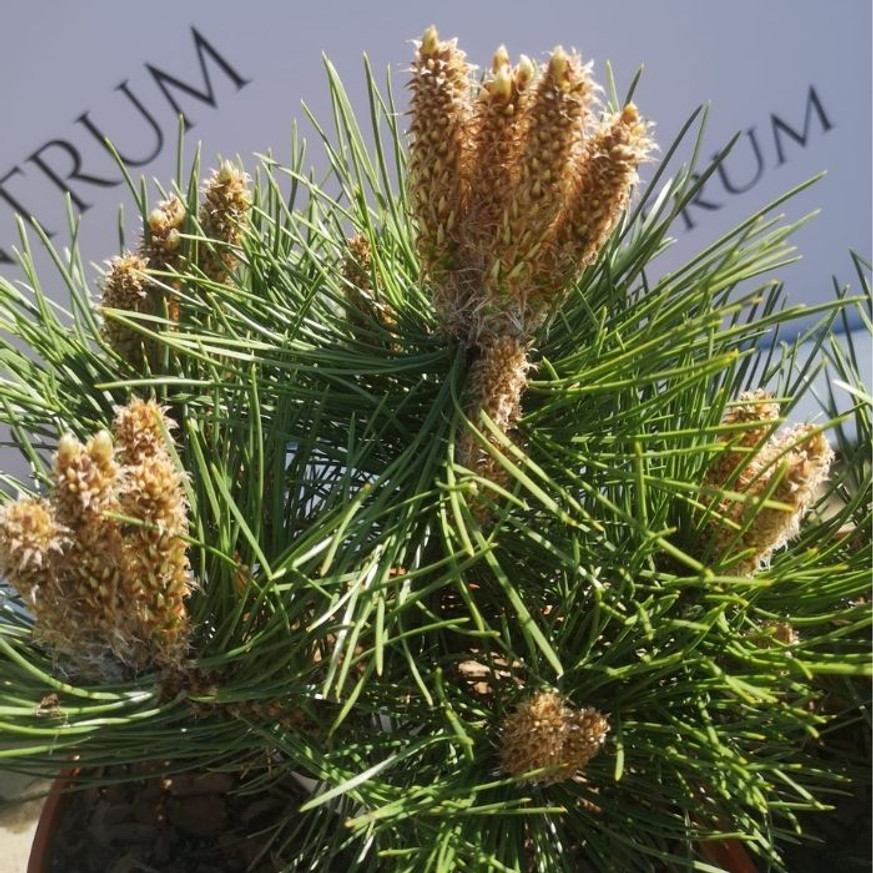 Pinus nigra Nana - Törpe feketefenyő Pinus nigra Nana - Törpe feketefenyő